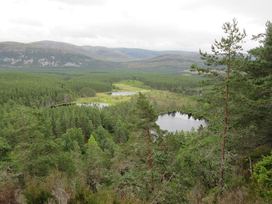 Native Caledonian Pinewood at Inshriach, Glen Feshie