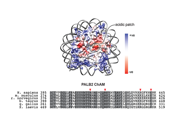 Image from Wilson paper, Nature communications 2020