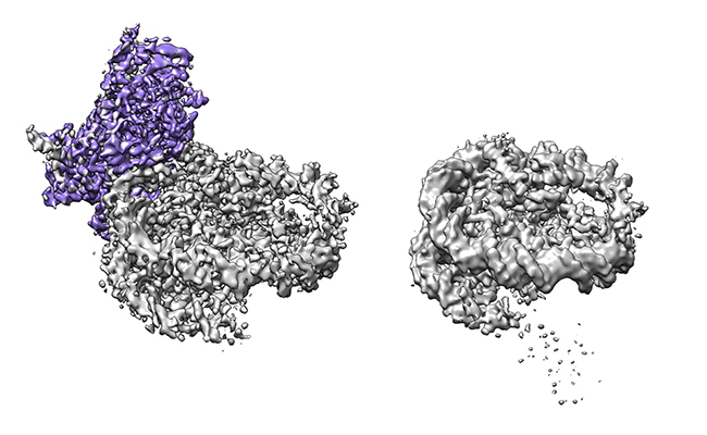 Image from Wilson paper, Nature communications 2019