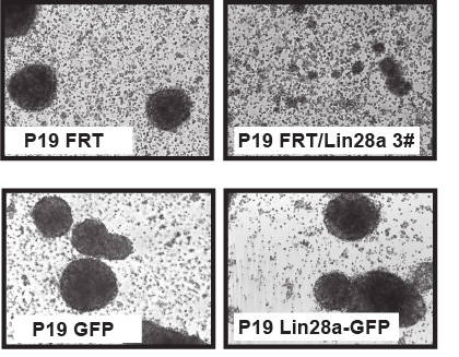 Image from Rappsilber paper, Nature Communications 2014