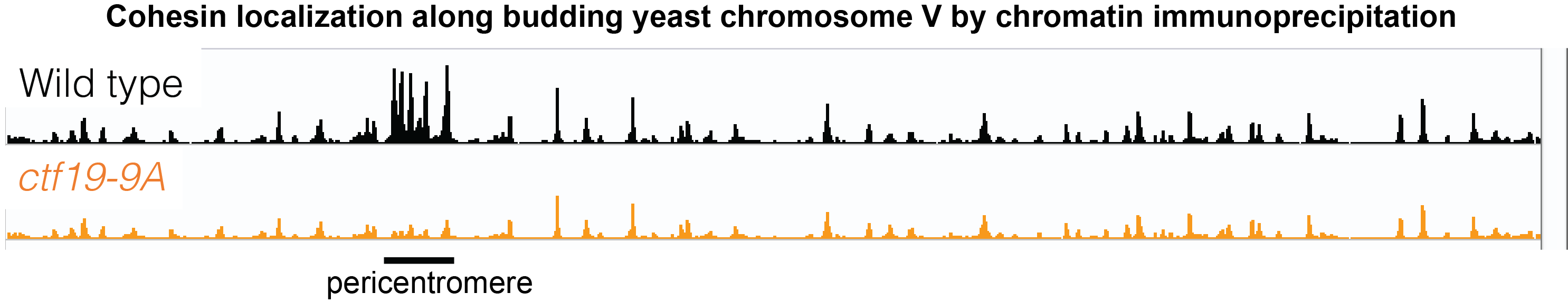 Cohesin localization along budding yeast chromosome V by chromatin immunoprecipitation