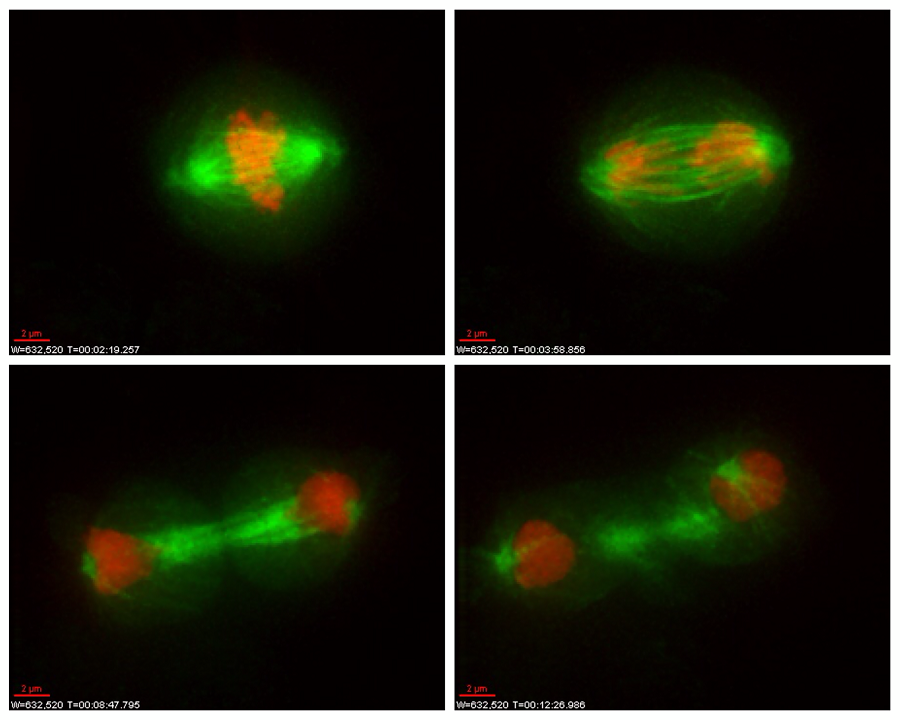 Cell division - the centromere is found where identical chromosome strands are tethered together and forms a point of attachment for long fibres, called the mitotic spindle, that pull them apart as the cell divides