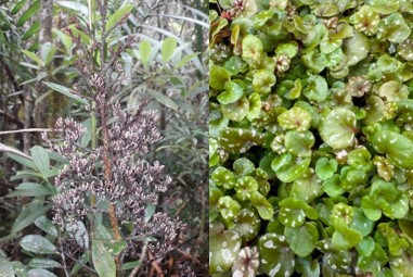 Images of Parasitaxus courtesy of Wikipedia Commons (L) and Begonia courtesy of Lucy Turnbull (R)