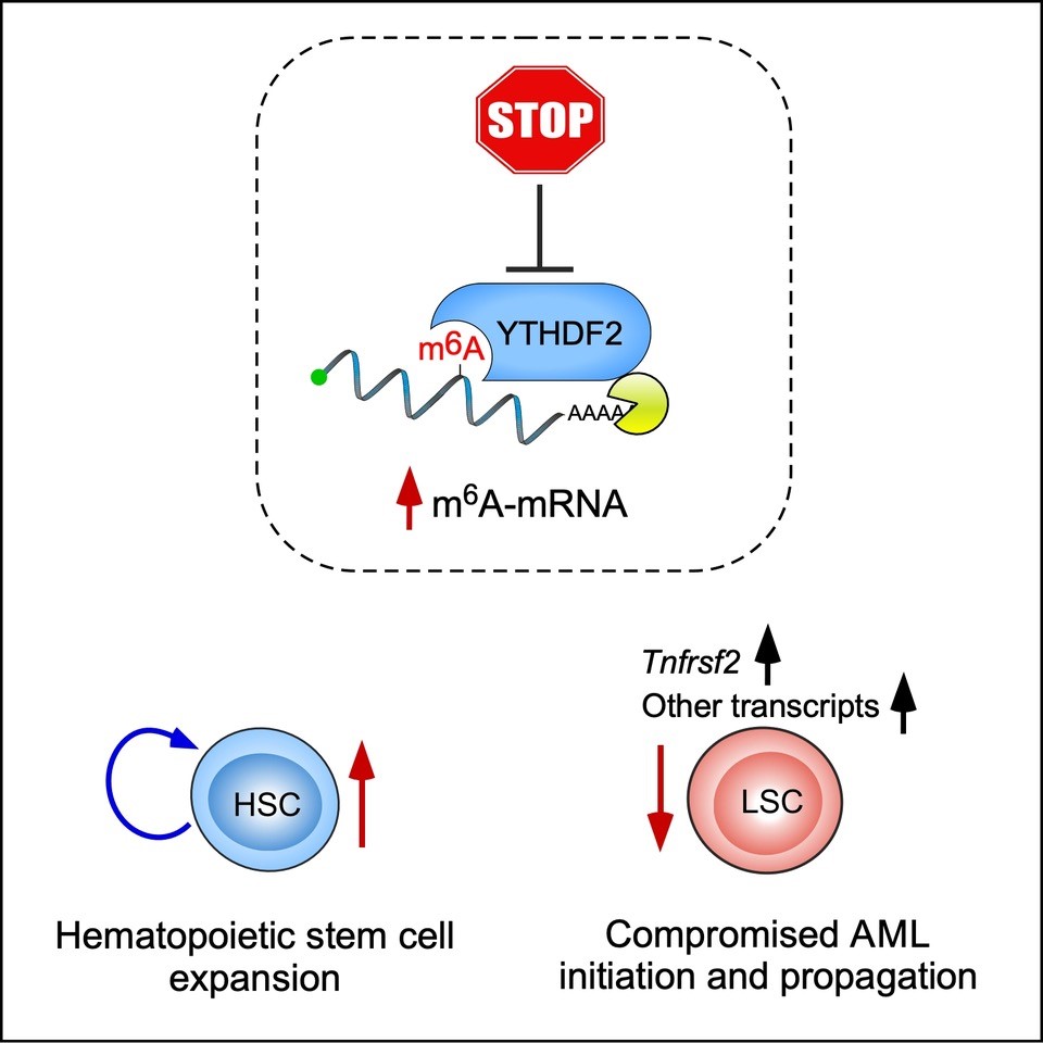 Image from O'Carroll paper, Cell Stem Cell 2019