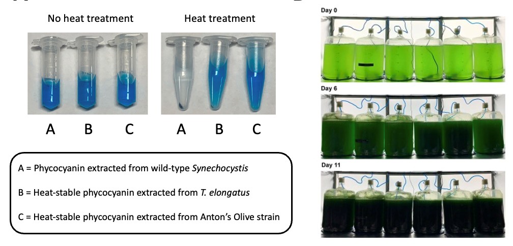 phycocyarin extract and engineered olive strain