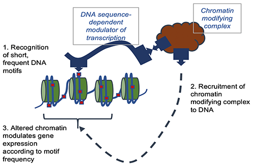 Chromatin illustration