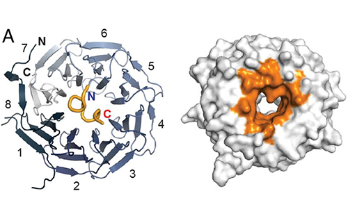 Structure of MeCP2 NCoR Interaction Domain (orange) complexed with TBLR1