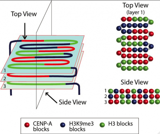 Image from Earnshaw paper, Proceedings of the National Academy of Science USA 2010