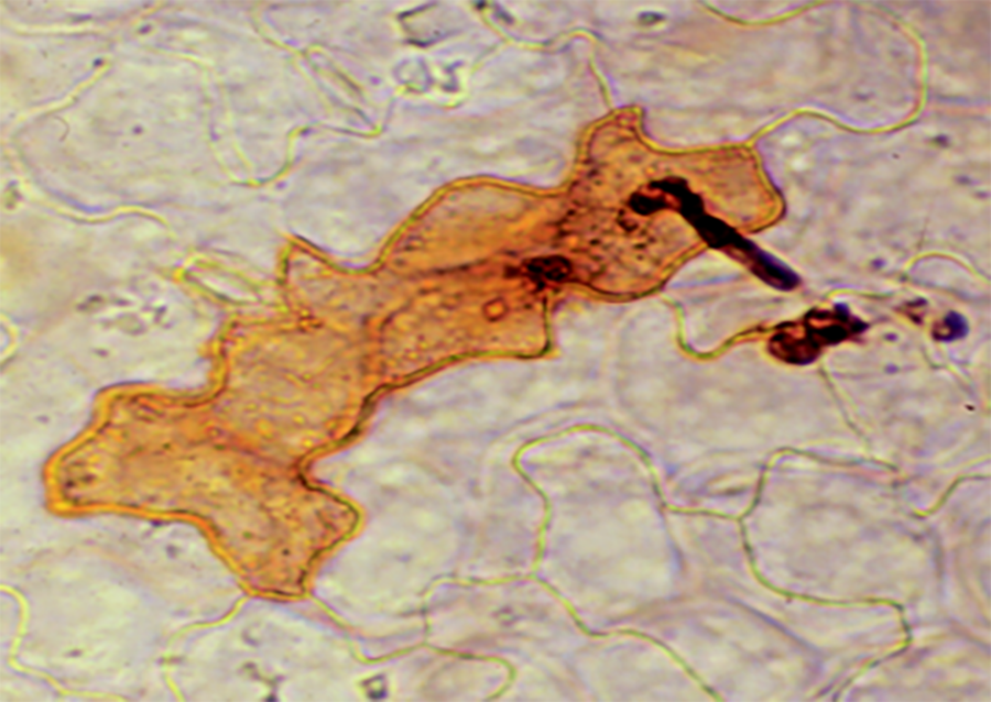 Attempted infection by a fungal pathogen triggers plant defence responses