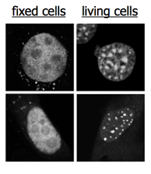 Image from Bird paper, PLoS ONE 2009