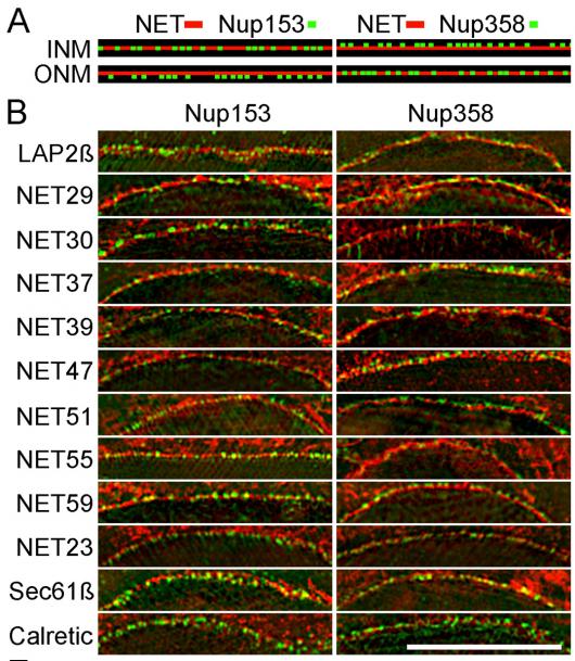 Image from Schirmer paper, Cellular and Molecular Life Sciences 2010