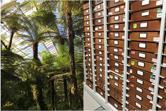 fern house and fossil collection