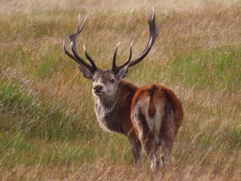 Stag from the Isle of Rum Deer Population