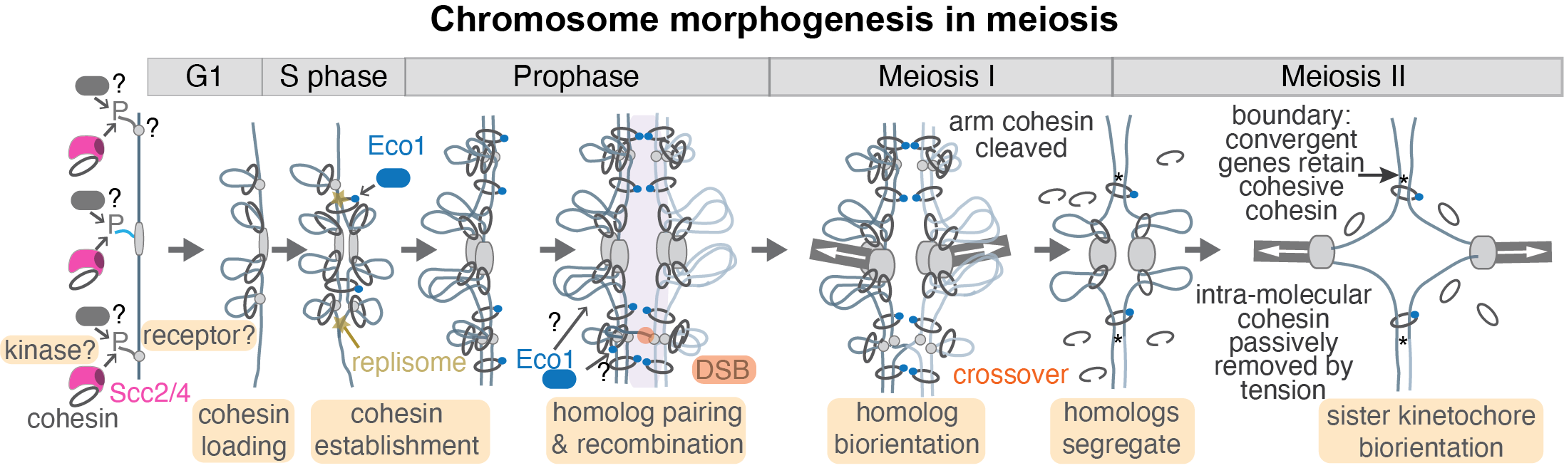 Illustration of Chromosome morphogensis in meiosis