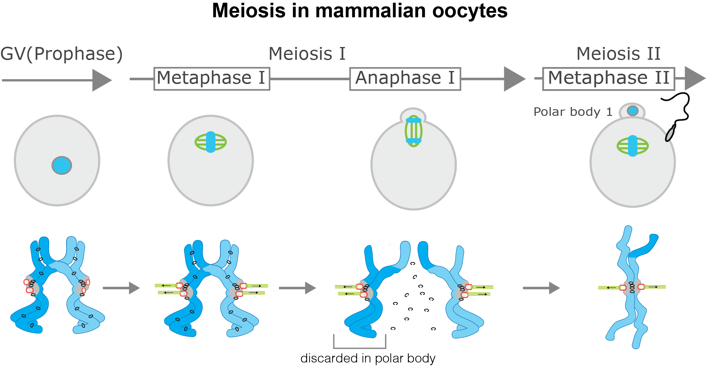 Illustration of meiosis in mammalian oocytes