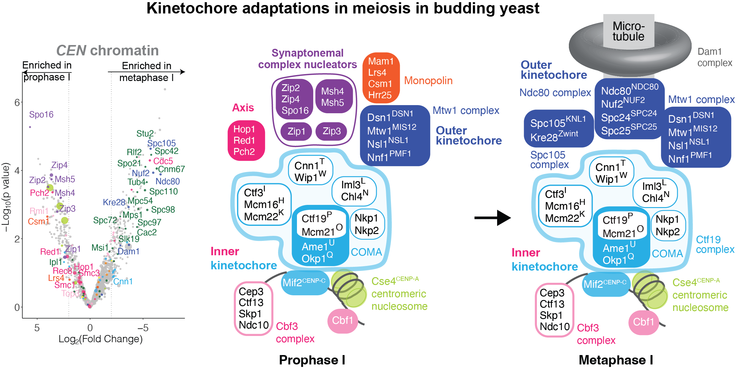 Illustration of kinetochore adaptions in meiosis in budding yeast