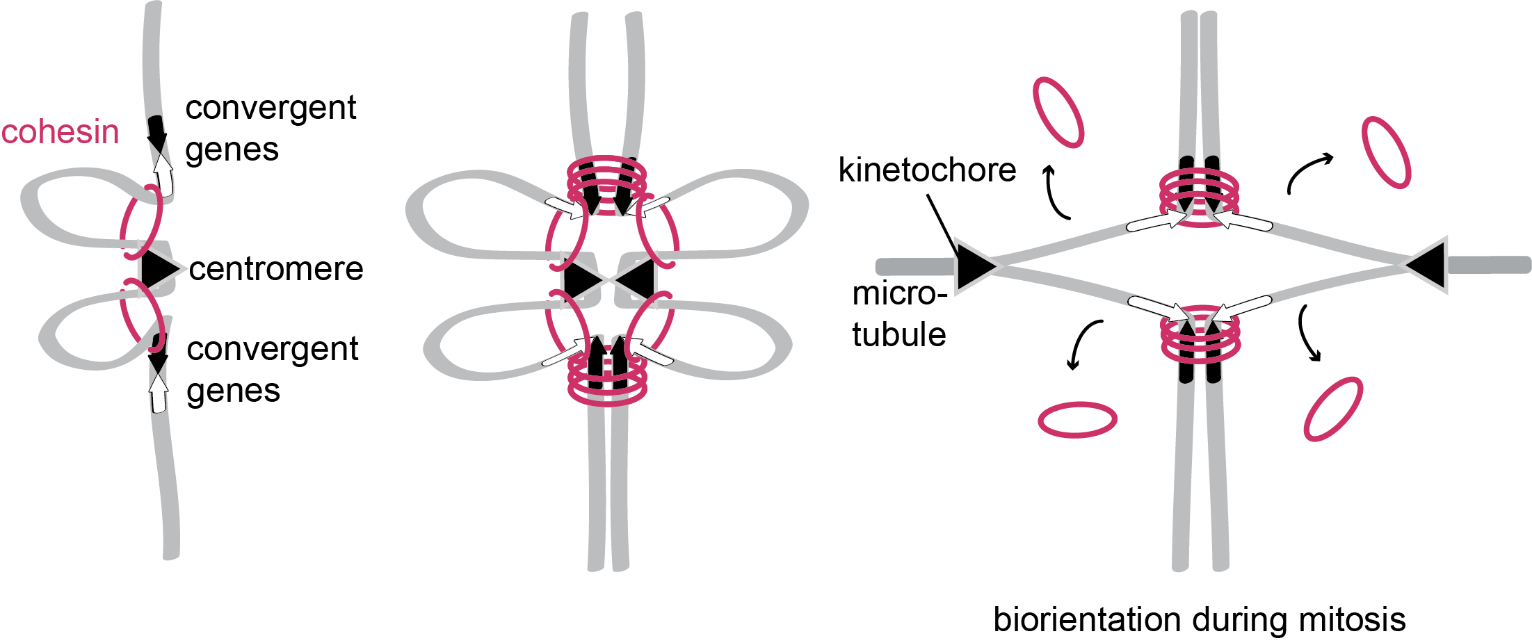 Illustration of biorientation during mitosis