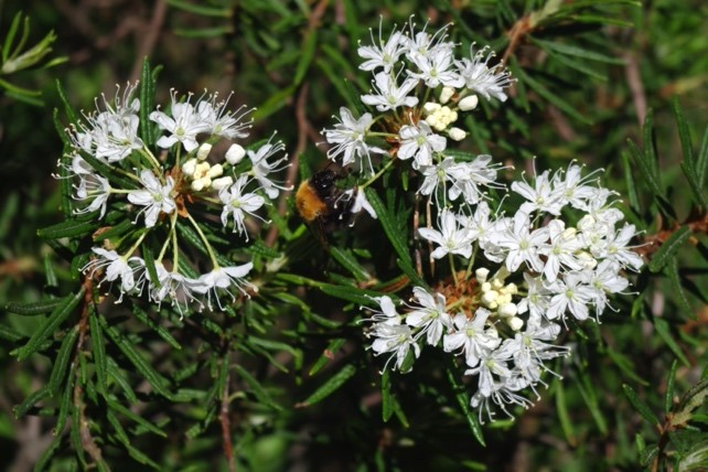 rhododendron tomentosum