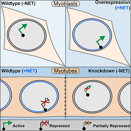 Image from Schirmer paper Mol Cell 2016