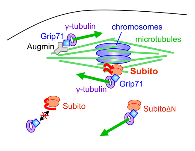 Image from Ohkura paper, Journal of Cell Biology 2018