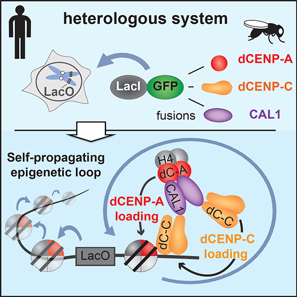 Image from Heun paper, Cell Rep 2019