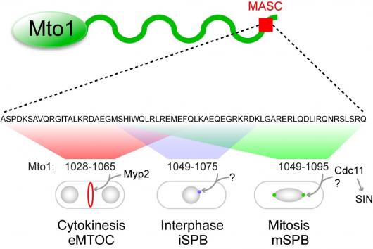 Image from Sawin paper, current Biology 2010