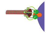 Image from Marston paper, Science 2014