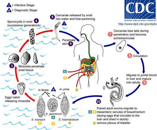 Schistosomiasis Life Cycle