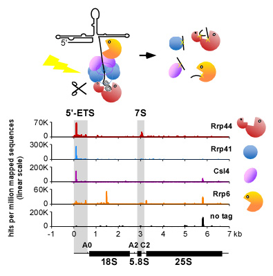 Image from Tollervey paper, Mol Cell 2012