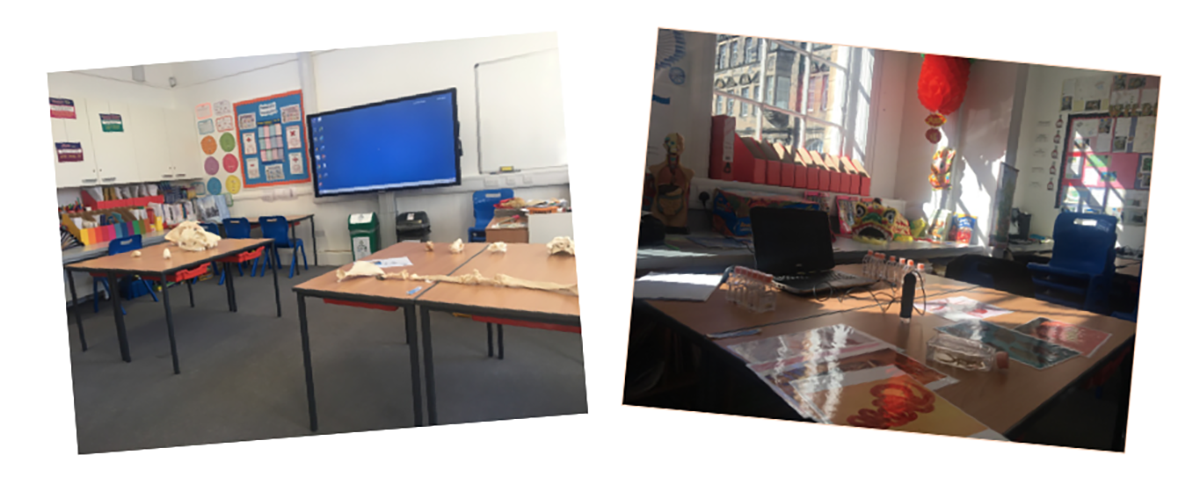 2 photos of the classroom, with bones and worksheets on desks, ready for the Bugs and Bones activities