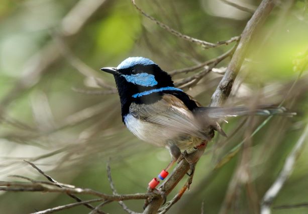 Superb fairy-wren