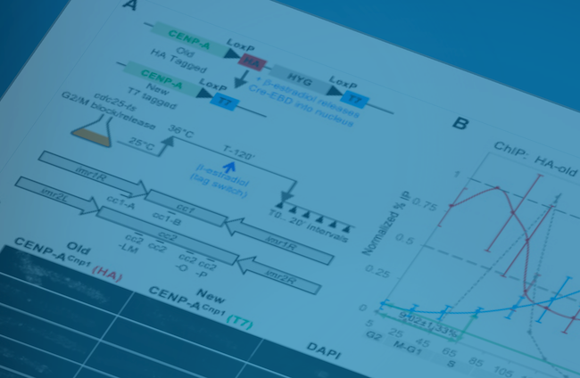 Image from Allshire paper, Current Biology 2019