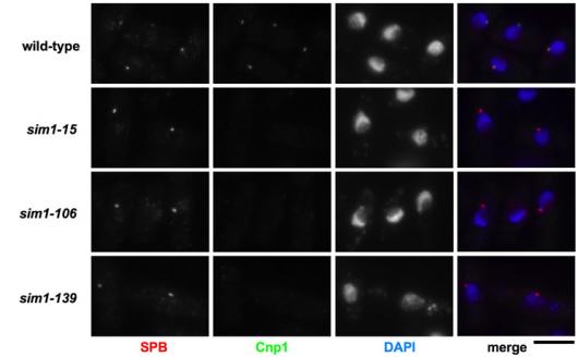 Image from Allshire paper, Molecular Cell 2009