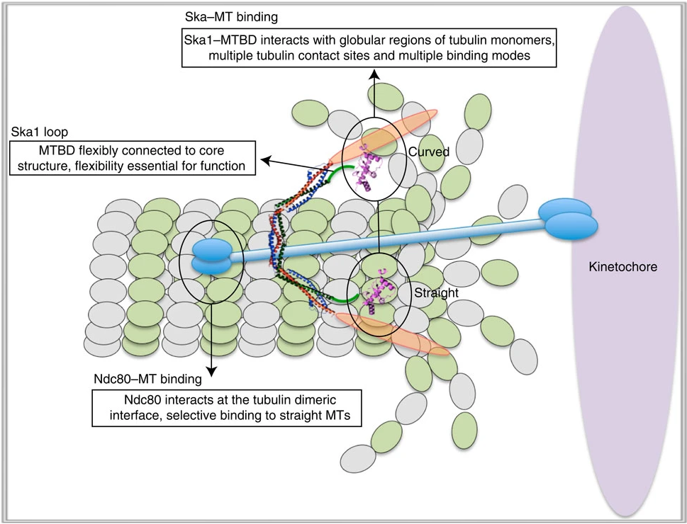 Research illustration from the lab, details in paper which is liked in text