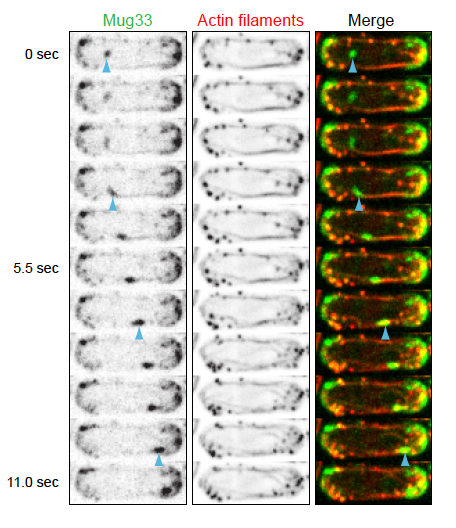 Image from Sawin paper, Journal of Call Biology 2011