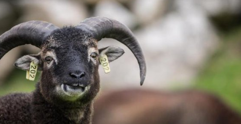 Soay Sheep