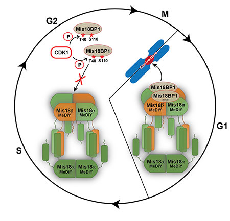 Image from Jeyaprakash paper EMBO reports 2017