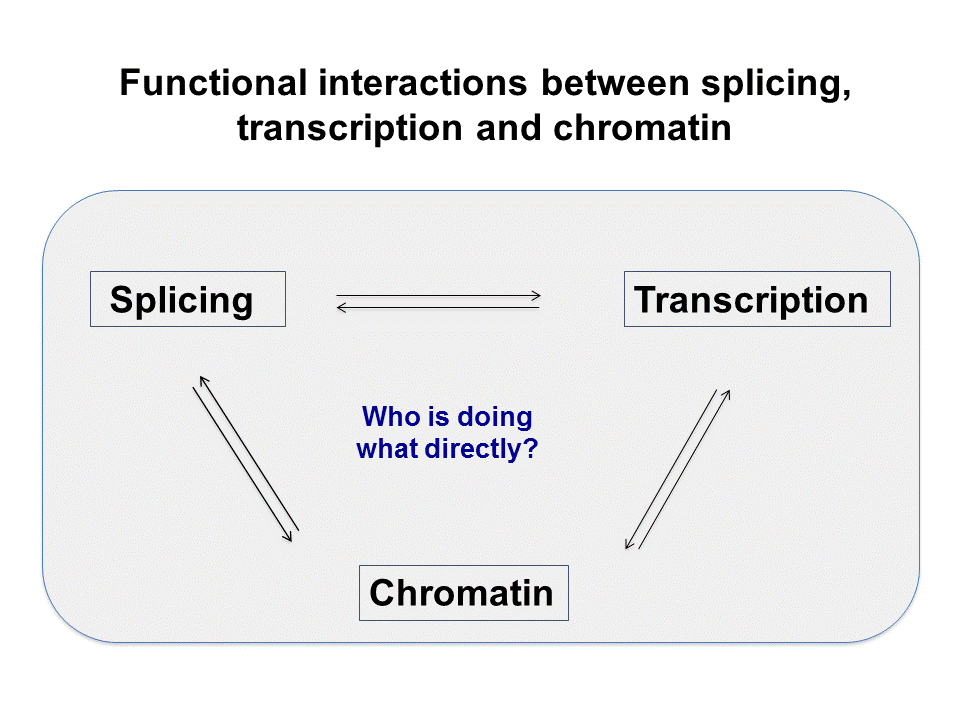 Illustration of functional link between transcription and splicing