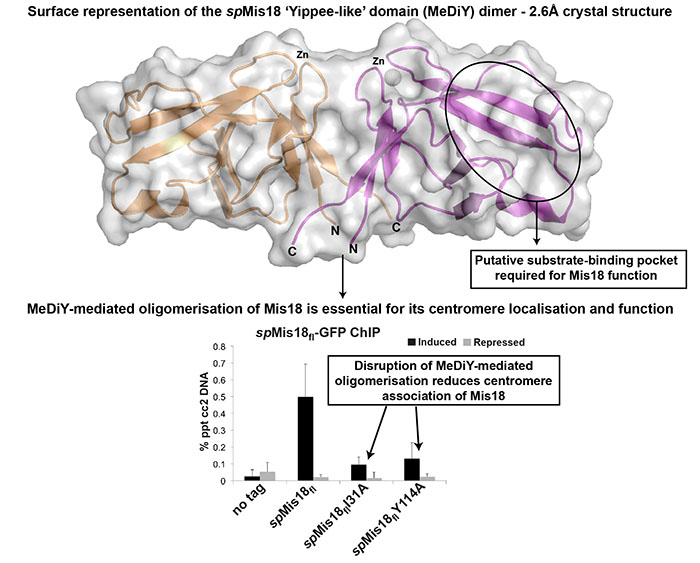 Image from Jeyaprakash paper, EMBO reports 2016