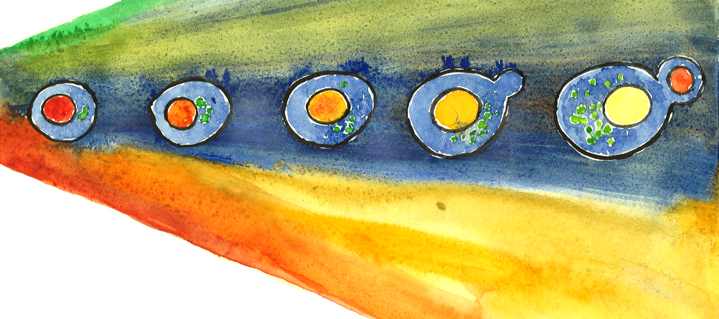Matthew Swaffer | Centre for Cell Biology | Biology