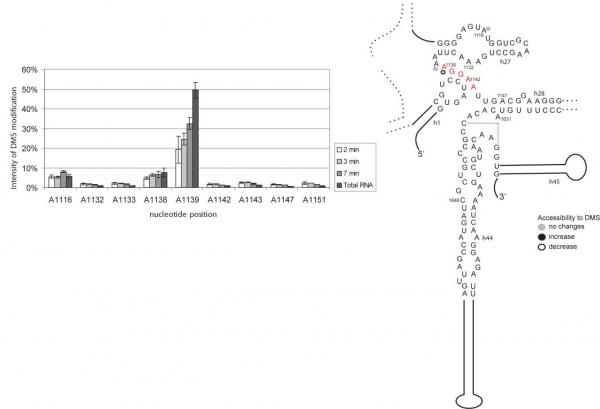 Image from Tollervey paper, RNA 2012