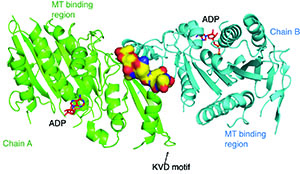 Image from Welburn paper, eLife 2015