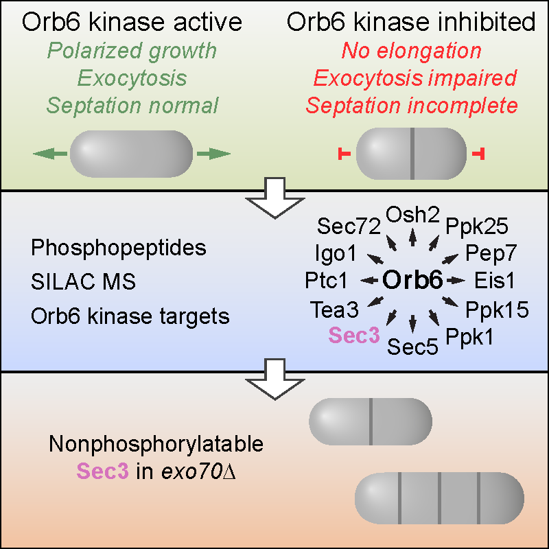 Image from Sawin paper, Cell Rep 2019