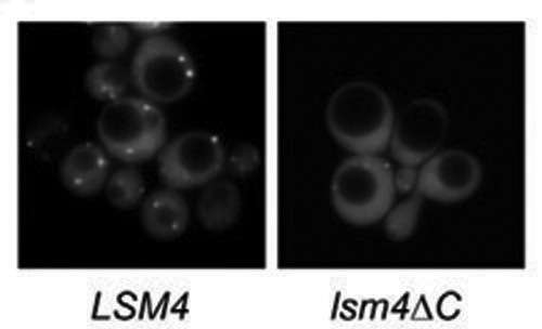 Image from Beggs paper, Journal of Cell Science 2008