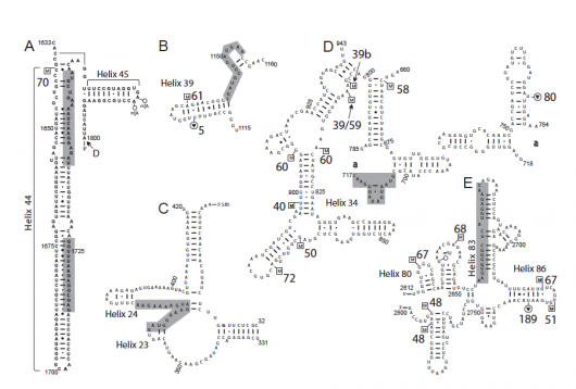 Image from Tollervey paper, Molecular Cell 2009