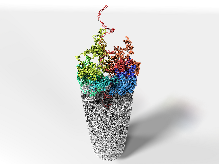 Condensed chromosome with a helical arrangement of loops