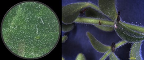 Image of trichomes courtesy of Anshika Bhatla (L) & Yumali Hewage (R)