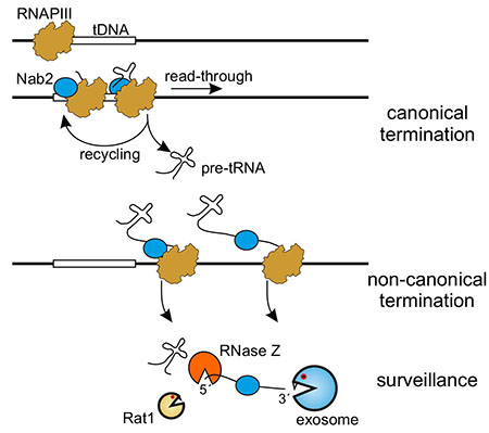 Image from Tollervey paper, Genome Research 2016