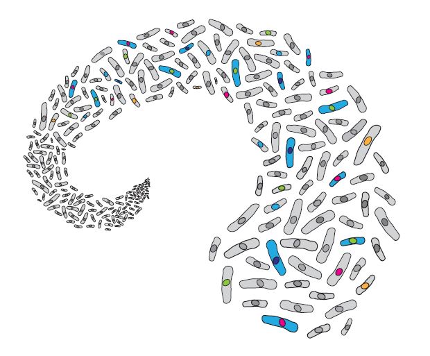 Antifungal Drug Resistance