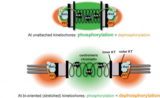 Image from Hardwick paper, Current Biology 2009